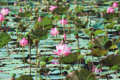 What to Know About Growing Lotuses Right Now - bhg.com