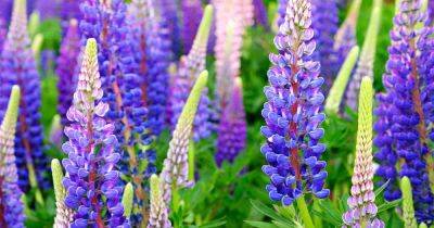 How to Grow and Care for Lupines - gardenerspath.com - Sweden