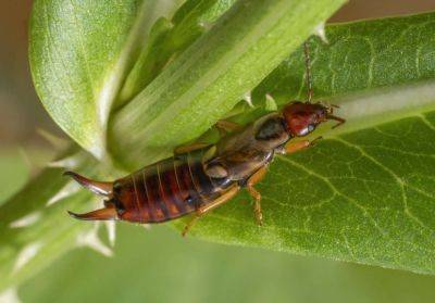 10 Ways To Get Rid Of Earwigs, According To Experts - southernliving.com - state Florida