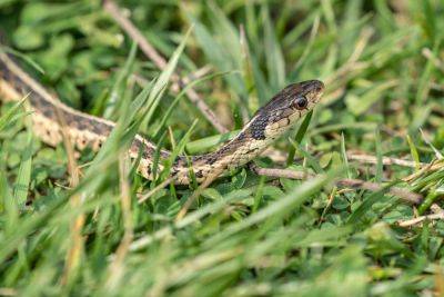 How To Keep Snakes Away From Your Home And Garden, According To Experts - southernliving.com - Georgia