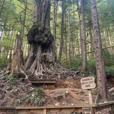 GPOD on the Road: The Famous Trees of Vancouver Island - finegardening.com - Britain - city Columbia - county Island