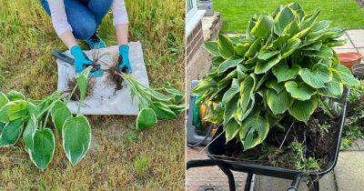 When To Divide Hostas: Best Time And Signs - balconygardenweb.com