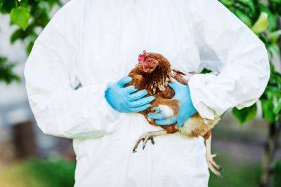 Bird Flu is Rapidly Spreading Through US Poultry Flocks - modernfarmer.com - Usa - state Kentucky - state Missouri - state Connecticut - state Indiana - state Iowa - state Delaware