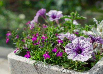 Practical tips to grow flowers in small spaces - growingfamily.co.uk