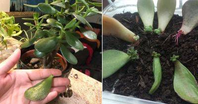 Jade Plant Leaf Propagation the Expert Way - balconygardenweb.com - South Africa