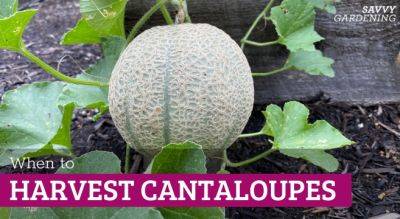 When to Harvest Cantaloupe from the Garden - savvygardening.com