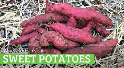 When to harvest sweet potatoes and how to do it right - savvygardening.com