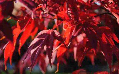 Common Acer Problems and How to Fix Them - jparkers.co.uk