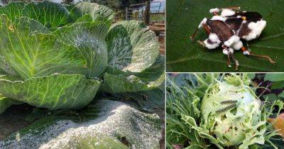 12 Ways to Get Rid of Cabbage Moths and Worms Naturally - balconygardenweb.com