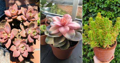 15 Succulents that Change Colors - balconygardenweb.com