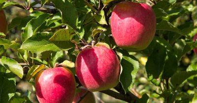 Tips for Growing Pink Lady Apples - gardenerspath.com - Australia