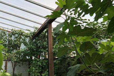 Build a $300 Underground Greenhouse for Year-Round Gardening - treehugger.com - Usa - India