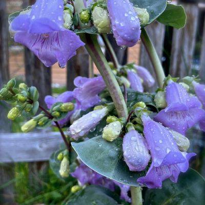 Bitterroot Secret Garden Tour: An Eco-friendly, Native Plant Garden - finegardening.com - state Pennsylvania - state Montana - state Utah