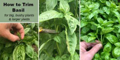 How to Trim Basil for Big, Bushy Plants and Larger Yields - savvygardening.com - Thailand