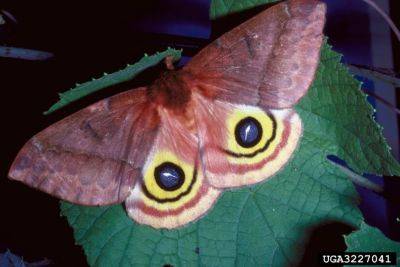 What is it? Wednesday – IO moth caterpillars - hgic.clemson.edu - state South Carolina