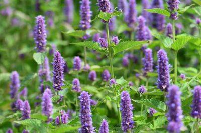 15 Fragrant Perennials That'll Fill Your Garden With Amazing Scents For Years To Come - southernliving.com