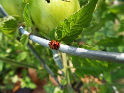 Why You Shouldn't Buy Ladybugs for Natural Pest Control in Your Garden - treehugger.com - Usa