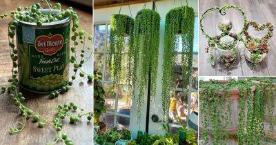 19 String Of Pearls Planting Styles and Ideas - balconygardenweb.com