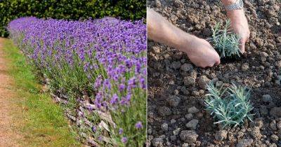 This is Why Everyone Should Plant a Lavender Hedge - balconygardenweb.com