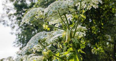 What is Giant Hogweed? - gardenersworld.com - Britain - Russia