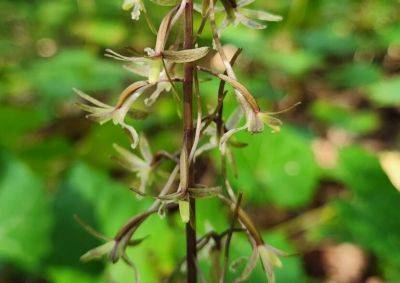 Cranefly Orchid - hgic.clemson.edu - Usa