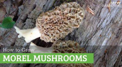 How to Grow Morel Mushrooms - savvygardening.com