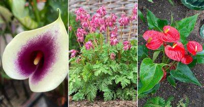 5 Flowers That Look Like Hearts - balconygardenweb.com