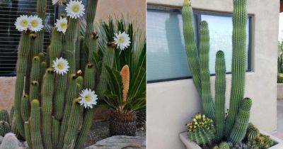 What Does a Cactus Symbolize and Its Meaning - balconygardenweb.com