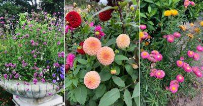 Grow a Cut Flower Garden from Seeds - balconygardenweb.com