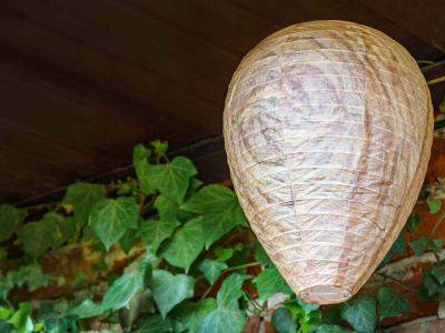 How to Keep Wasps Away With a Simple Fake Wasp Nest - thespruce.com