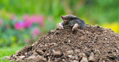 Wildlife watch: moles - gardenersworld.com