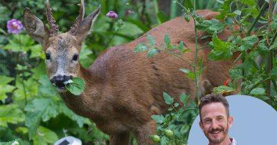 Should gardeners welcome all wildlife to their gardens? - gardenersworld.com - China - Britain - South Africa