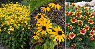 10 Flowers That Look Like Black-Eyed Susans (Rudbeckia) - balconygardenweb.com - Mexico