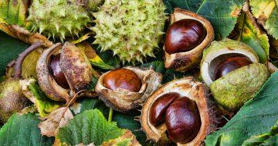 Can You Eat Conkers? - gardenersworld.com