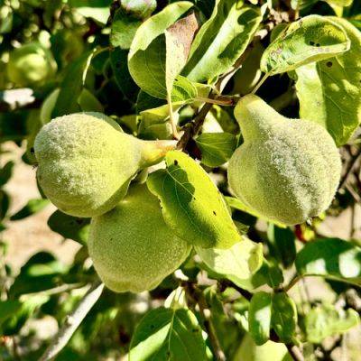 The Ultimate Guide to Growing Quince and Using Their Fruit - finegardening.com - China - Iran - Greece - Spain