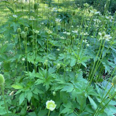 Native Shade Perennials for the Northeast - finegardening.com