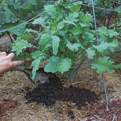 How to Use Compost in the Garden to Combat Intense Heat and Drought - finegardening.com - Usa - county Garden