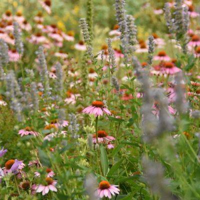 How to Turn Your Lawn into a Meadow - finegardening.com