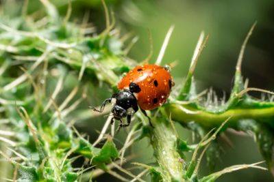 9 Surprising Facts About Ladybugs - treehugger.com - Usa