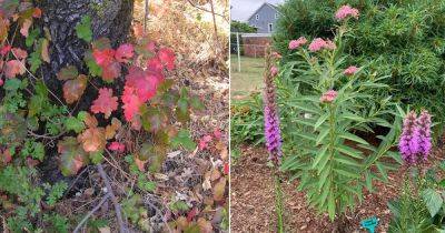 11 Poisonous Plants in Minnesota to Be Aware of - balconygardenweb.com - state Minnesota