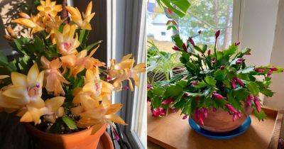 How to Make Thanksgiving Cactus Bloom on Time - balconygardenweb.com