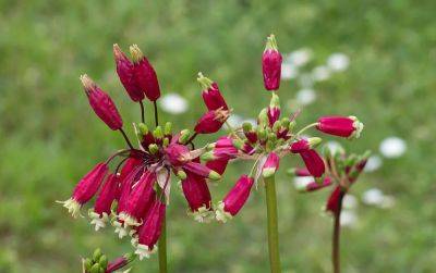 Shopping for flower bulbs, with ken druse - awaytogarden.com - state New Jersey