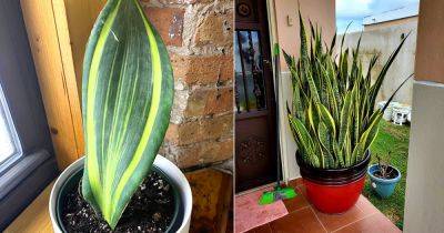 5 Tricks for Brighter and Bolder Snake Plant Stripes - balconygardenweb.com