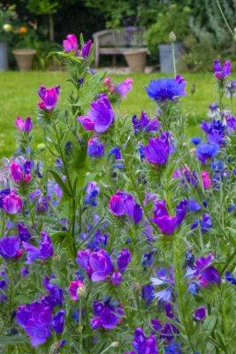 How to grow wildflowers – add colour to your garden all summer long! - themiddlesizedgarden.co.uk - Britain - Australia