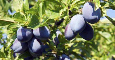 When and How to Fertilize Plum Trees - gardenerspath.com