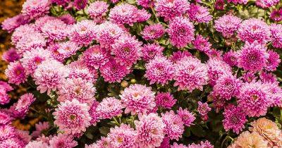 How to Encourage Chrysanthemums to Bloom Abundantly - gardenerspath.com