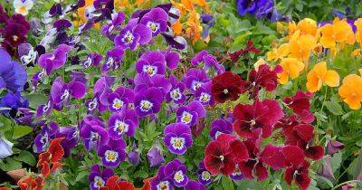 Do Pansies Bloom All Summer? Care Tips for Hot Weather - gardenerspath.com