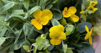 Keep Summer Bedding Plants Flowering - gardenersworld.com