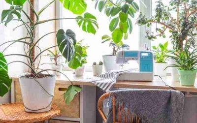 Hacks for curing dying houseplants - jparkers.co.uk