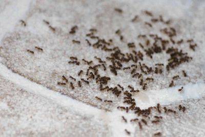 Do Coffee Grounds Kill Indoor Ants? We Asked a Pest Control Pro - thespruce.com